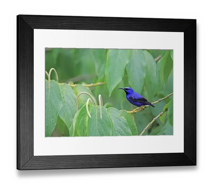 Framed Print : Purple Honeycreeper (Cyanerpes caeruleus) adult male, perched on stem, Trinidad, Trinidad and Tobago, March Framed Print : Purple Honeycreeper (Cyanerpes caeruleus) adult male, perched on stem, Trinidad, Trinidad and Tobago, March
