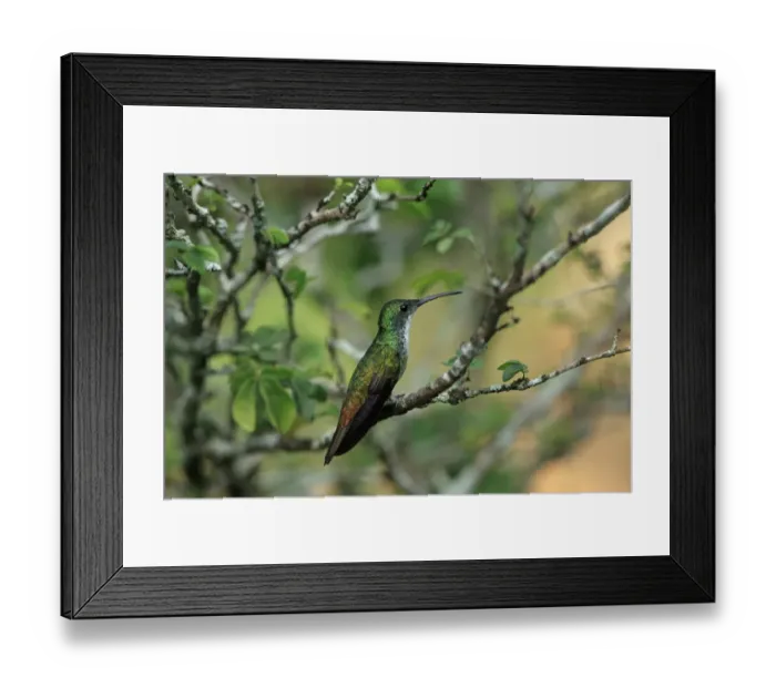 Framed Print : White-chested Emerald (Amazilia chionopectus) adult, perched on twig, Trinidad, Trinidad and Tobago, March Framed Print : White-chested Emerald (Amazilia chionopectus) adult, perched on twig, Trinidad, Trinidad and Tobago, March