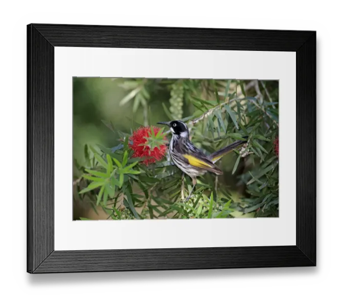 Framed Print : New Holland Honeyeater (Phylidonyris novaehollandiae) adult, feeding on nectar from flowers, South Australia Framed Print : New Holland Honeyeater (Phylidonyris novaehollandiae) adult, feeding on nectar from flowers, South Australia