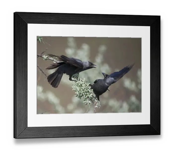 Framed Print : Jackdaw (Corvus monedula) two adults, squabbling on branch, Hortobagy N. P. Hungary, April Framed Print : Jackdaw (Corvus monedula) two adults, squabbling on branch, Hortobagy N. P. Hungary, April