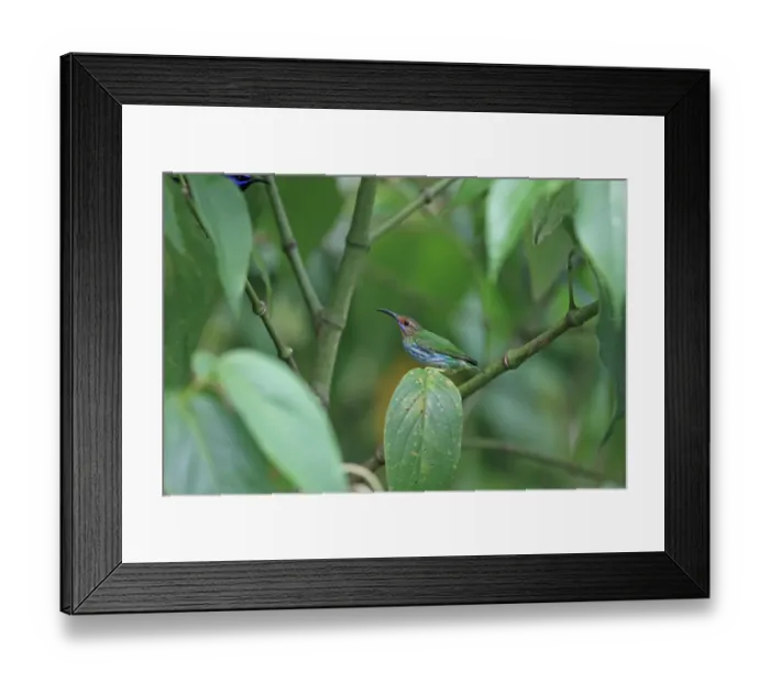 Framed Print : Purple Honeycreeper (Cyanerpes caeruleus) adult female, perched on leaf, Trinidad, Trinidad and Tobago, March