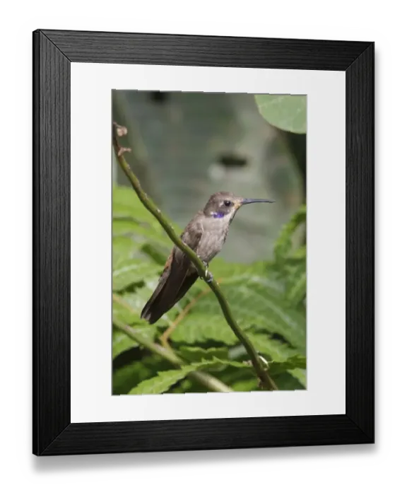 Framed Print : Brown Violet-ear (Colibri delphinae) adult, perched on stem, Wild Sumaco Lodge, Andes, Napo Province, Ecuador, February Framed Print : Brown Violet-ear (Colibri delphinae) adult, perched on stem, Wild Sumaco Lodge, Andes, Napo Province, Ecuador, February