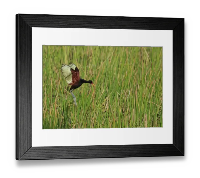 Framed Print : Wattled Jacana (Jacana jacana) adult, in flight over wetland, Trinidad, Trinidad and Tobago, April Framed Print : Wattled Jacana (Jacana jacana) adult, in flight over wetland, Trinidad, Trinidad and Tobago, April