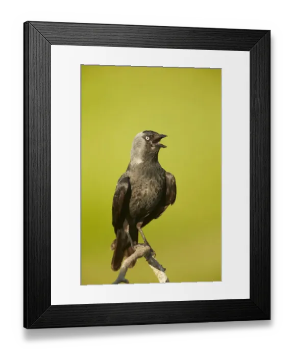Framed Print : Jackdaw (Corvus monedula) adult, calling, perched on branch, Hungary, May Framed Print : Jackdaw (Corvus monedula) adult, calling, perched on branch, Hungary, May