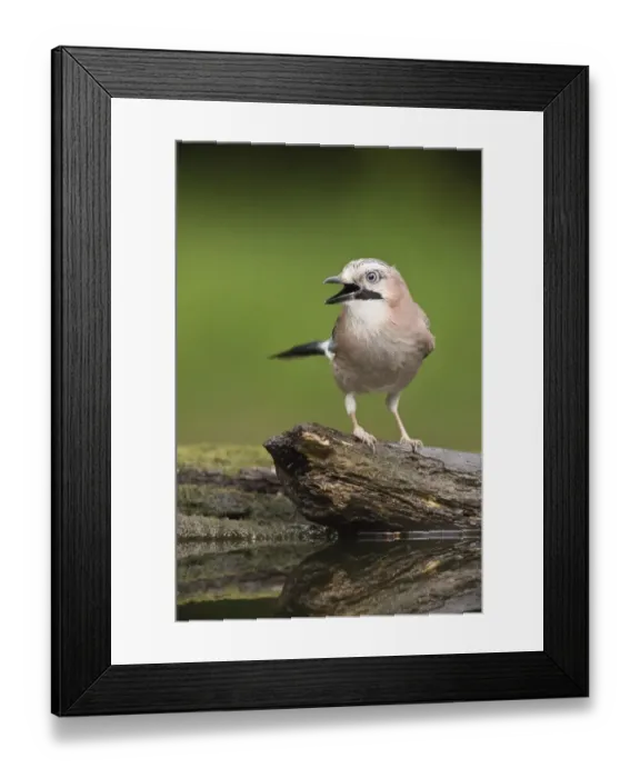 Framed Print : Eurasian Jay (Garrulus glandarius) adult, standing on log at pool in woodland, Debrecen, Hungary, April Framed Print : Eurasian Jay (Garrulus glandarius) adult, standing on log at pool in woodland, Debrecen, Hungary, April