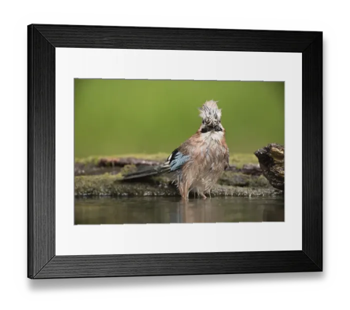 Framed Print : Eurasian Jay (Garrulus glandarius) adult, bathing at pool in woodland, Debrecen, Hungary, April