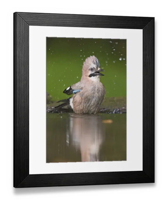 Framed Print : Eurasian Jay (Garrulus glandarius) adult, bathing at pool in woodland, Debrecen, Hungary, April Framed Print : Eurasian Jay (Garrulus glandarius) adult, bathing at pool in woodland, Debrecen, Hungary, April
