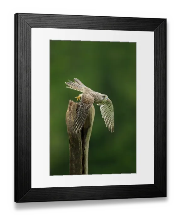 Framed Print : Common Kestrel (Falco tinnunculus) subadult female, in flight, taking off from post, Eifel, Germany, September Framed Print : Common Kestrel (Falco tinnunculus) subadult female, in flight, taking off from post, Eifel, Germany, September