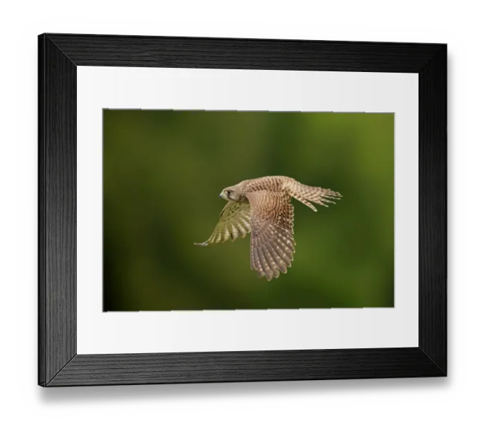 Framed Print : Common Kestrel (Falco tinnunculus) subadult female, in flight, Eifel, Germany, September Framed Print : Common Kestrel (Falco tinnunculus) subadult female, in flight, Eifel, Germany, September
