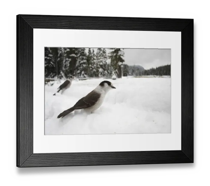 Framed Print : Grey Jay (Perisoreus canadensis) two adults, standing on snow, Paradise Meadows, Strathcona Provincial Park Framed Print : Grey Jay (Perisoreus canadensis) two adults, standing on snow, Paradise Meadows, Strathcona Provincial Park