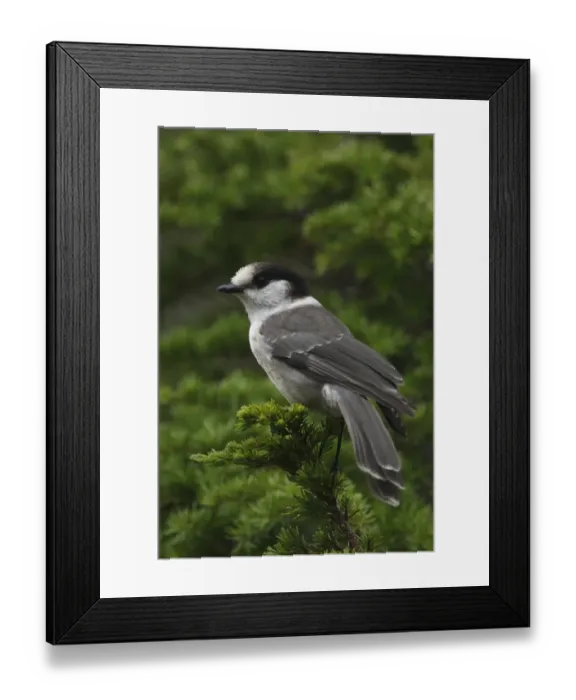 Framed Print : Grey Jay (Perisoreus canadensis) adult, perched in conifer tree, Strathcona Provincial Park, Vancouver Island Framed Print : Grey Jay (Perisoreus canadensis) adult, perched in conifer tree, Strathcona Provincial Park, Vancouver Island