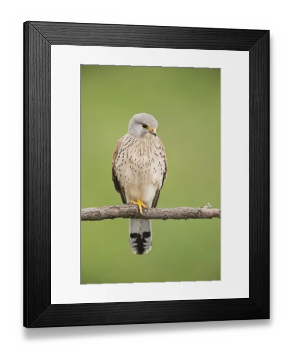 Framed Print : Common Kestrel (Falco tinnunculus) adult male, perched on branch, Hortobagy N. P. Hungary, April Framed Print : Common Kestrel (Falco tinnunculus) adult male, perched on branch, Hortobagy N. P. Hungary, April
