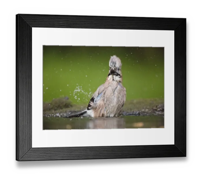 Framed Print : Eurasian Jay (Garrulus glandarius) adult, bathing at pool in woodland, Debrecen, Hungary, April