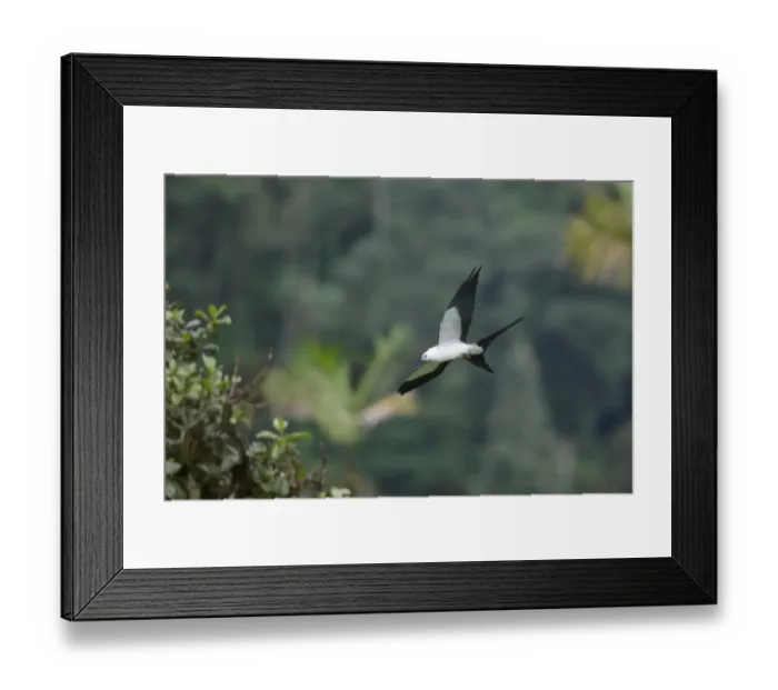 Framed Print : Swallow-tailed Kite (Elanoides forficatus) adult, in flight, Mindo, Andes, Pichincha Province, Ecuador, February Framed Print : Swallow-tailed Kite (Elanoides forficatus) adult, in flight, Mindo, Andes, Pichincha Province, Ecuador, February