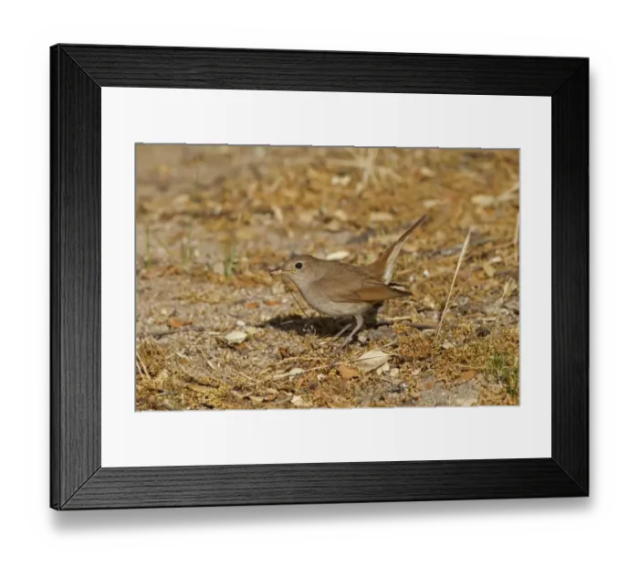 Framed Print : Common Nightingale (Luscinia megarhynchos) adult, feeding on ground in open, Castilla y Leon, Spain, June Framed Print : Common Nightingale (Luscinia megarhynchos) adult, feeding on ground in open, Castilla y Leon, Spain, June