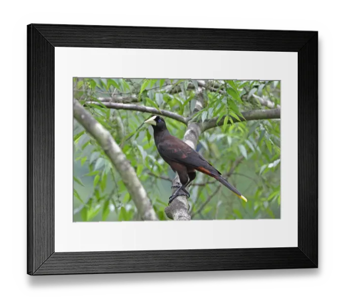 Framed Print : Crested Oropendola (Psarocolius decumanus insularis) adult, perched on branch, Trinidad and Tobago, November Framed Print : Crested Oropendola (Psarocolius decumanus insularis) adult, perched on branch, Trinidad and Tobago, November