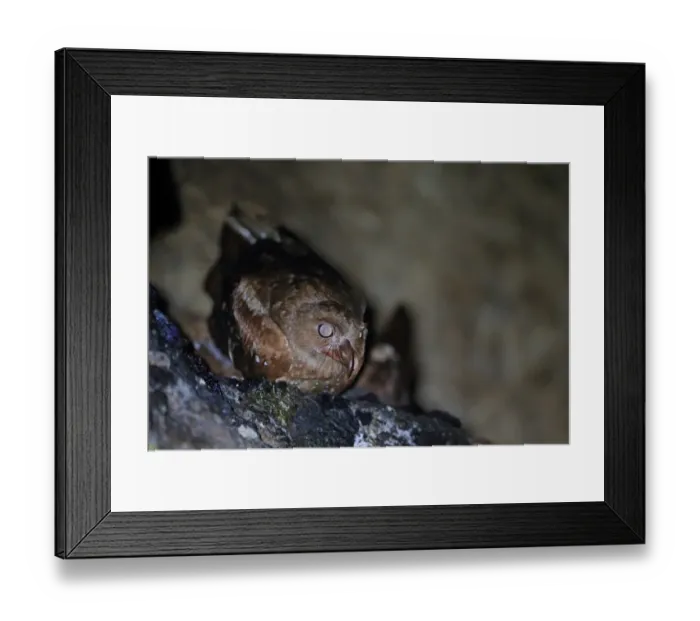 Framed Print : Oilbird (Steatornis caripensis) adult, roosting in cave, Trinidad, Trinidad and Tobago, March Framed Print : Oilbird (Steatornis caripensis) adult, roosting in cave, Trinidad, Trinidad and Tobago, March