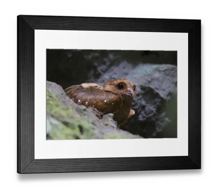 Framed Print : Oilbird (Steatornis caripensis) adult, standing amongst rocks in cave, Mindo, Andes, Pichincha Province, Ecuador Framed Print : Oilbird (Steatornis caripensis) adult, standing amongst rocks in cave, Mindo, Andes, Pichincha Province, Ecuador