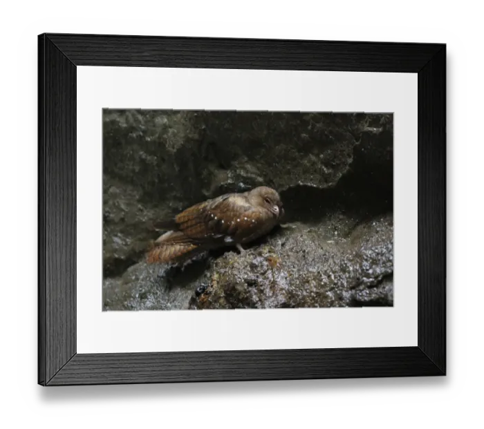 Framed Print : Oilbird (Steatornis caripensis) adult, standing on rock in cave, Mindo, Andes, Pichincha Province, Ecuador, February Framed Print : Oilbird (Steatornis caripensis) adult, standing on rock in cave, Mindo, Andes, Pichincha Province, Ecuador, February