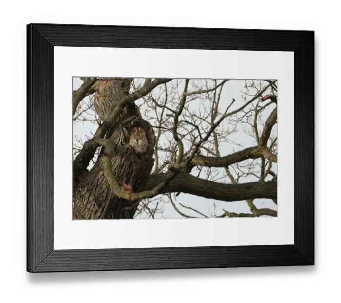 Framed Print : Tawny Owl (Strix aluco) adult, roosting at hole in oak tree, Christchurch Park, Ipswich, Suffolk, England, January