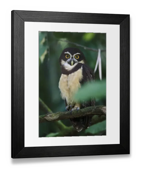 Framed Print : Spectacled Owl (Pulsatrix perspicillata) adult, perched on branch, near Sarapiqui River, Costa Rica, February Framed Print : Spectacled Owl (Pulsatrix perspicillata) adult, perched on branch, near Sarapiqui River, Costa Rica, February
