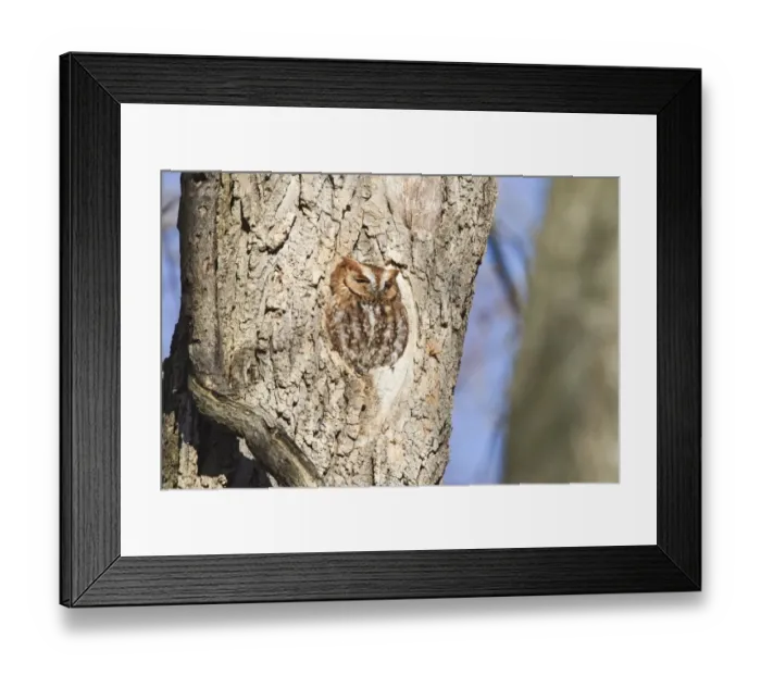 Framed Print : Eastern Screech-owl (Megascops asio) rufous morph, adult, perched at tree hole in woodland, Washington D. C. U. S. A Framed Print : Eastern Screech-owl (Megascops asio) rufous morph, adult, perched at tree hole in woodland, Washington D. C. U. S. A