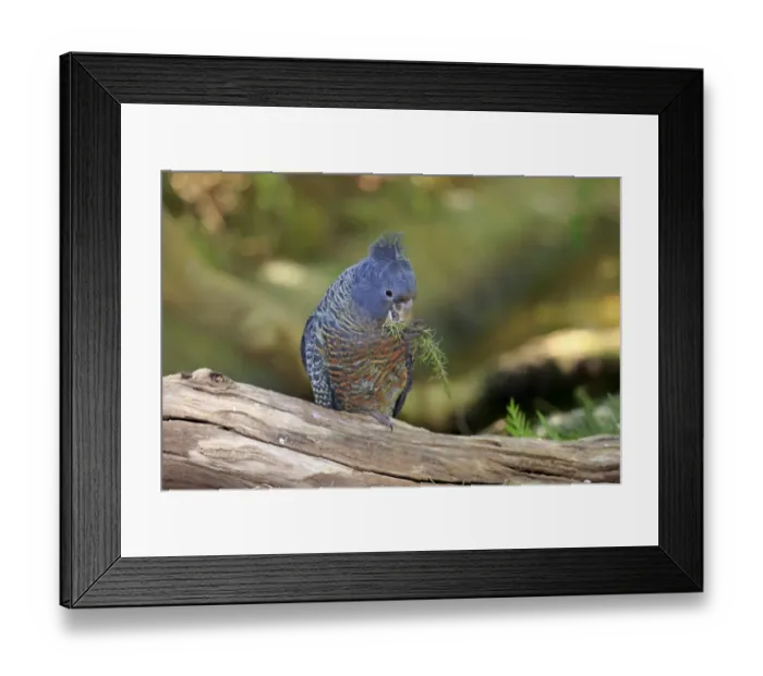 Framed Print : Gang-gang Cockatoo (Callocephalon fimbriatum) adult female, feeding, perched on log, South Australia, Australia Framed Print : Gang-gang Cockatoo (Callocephalon fimbriatum) adult female, feeding, perched on log, South Australia, Australia