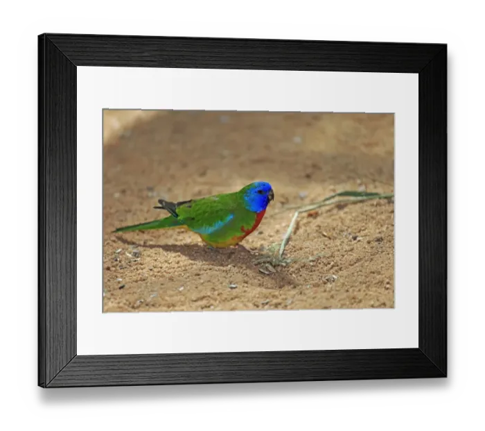 Framed Print : Scarlet-chested Parrot (Neophema splendida) adult male, foraging on ground, South Australia, Australia, November Framed Print : Scarlet-chested Parrot (Neophema splendida) adult male, foraging on ground, South Australia, Australia, November