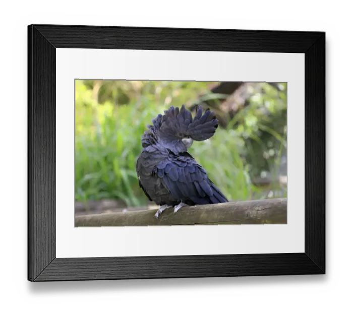 Framed Print : Red-tailed Black-cockatoo (Calyptorhynchus banksii) adult male, perched on log, Australia, October Framed Print : Red-tailed Black-cockatoo (Calyptorhynchus banksii) adult male, perched on log, Australia, October