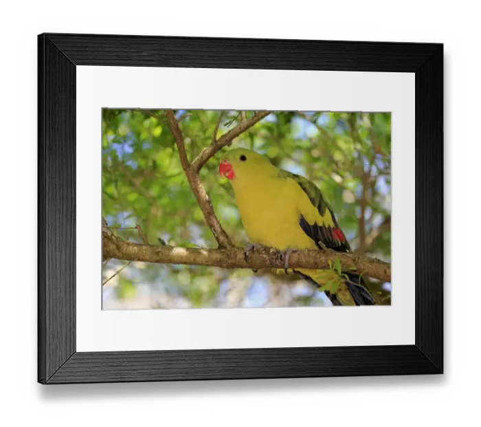 Framed Print : Regent Parrot (Polytelis anthopeplus) adult male, feeding, perched on branch, South Australia, Australia, November Framed Print : Regent Parrot (Polytelis anthopeplus) adult male, feeding, perched on branch, South Australia, Australia, November