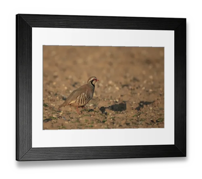 Framed Print : Red-legged Partridge (Alectoris rufa) adult, walking on arable field, Norfolk, England, March