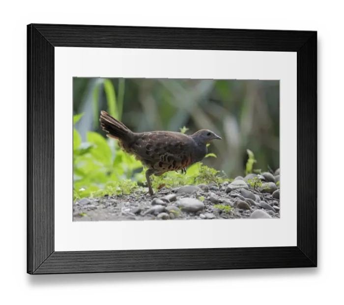 Framed Print : Chinese Bamboo Partridge (Bambusicola thoracicus sonorivox) adult, walking on stones, Huben, Central Taiwan, June Framed Print : Chinese Bamboo Partridge (Bambusicola thoracicus sonorivox) adult, walking on stones, Huben, Central Taiwan, June