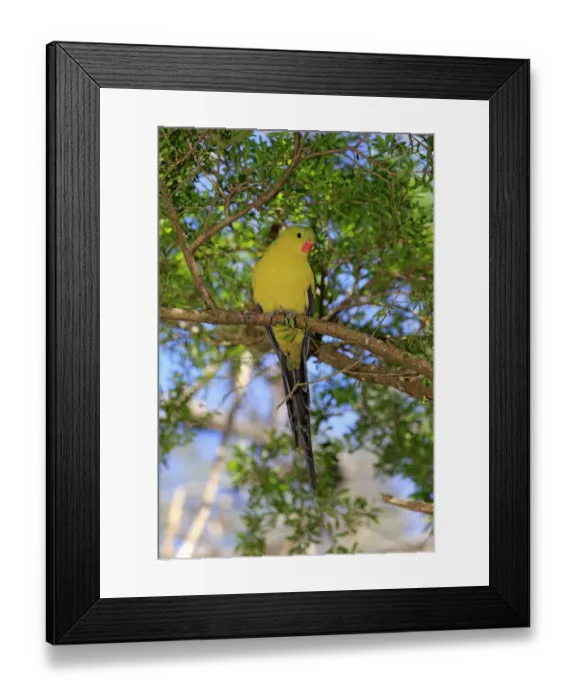 Framed Print : Regent Parrot (Polytelis anthopeplus) adult male, perched on branch, South Australia, Australia, November Framed Print : Regent Parrot (Polytelis anthopeplus) adult male, perched on branch, South Australia, Australia, November