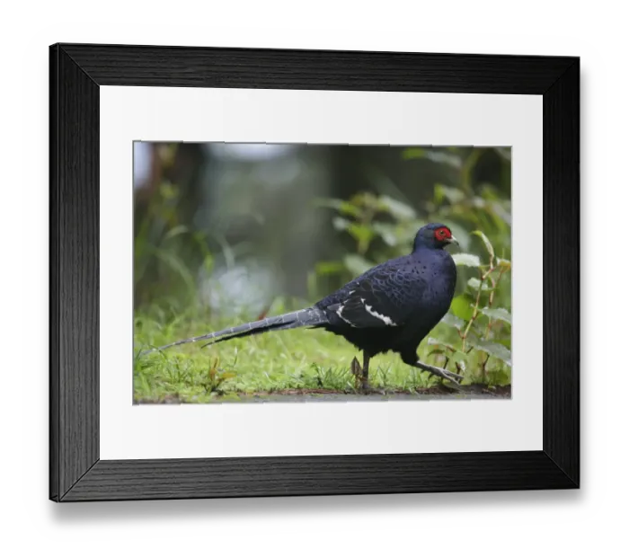 Framed Print : Mikado Pheasant (Syrmaticus mikado) adult male, walking at edge of path, Anmashan, Central Taiwan, May Framed Print : Mikado Pheasant (Syrmaticus mikado) adult male, walking at edge of path, Anmashan, Central Taiwan, May