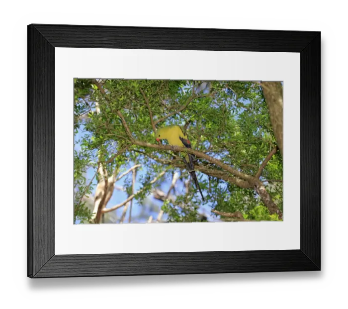 Framed Print : Regent Parrot (Polytelis anthopeplus) adult male, perched on branch, South Australia, Australia, November Framed Print : Regent Parrot (Polytelis anthopeplus) adult male, perched on branch, South Australia, Australia, November