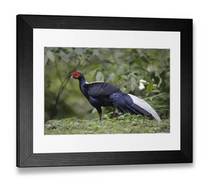 Framed Print : Swinhoes Pheasant (Lophura swinhoii) adult male, walking on forest floor, Anmashan, Central Taiwan, May Framed Print : Swinhoes Pheasant (Lophura swinhoii) adult male, walking on forest floor, Anmashan, Central Taiwan, May