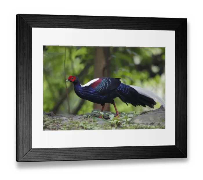 Framed Print : Swinhoes Pheasant (Lophura swinhoii) adult male, walking on forest floor, Anmashan, Central Taiwan, May