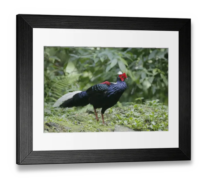 Framed Print : Swinhoes Pheasant (Lophura swinhoii) adult male, walking on forest floor, Anmashan, Central Taiwan, May Framed Print : Swinhoes Pheasant (Lophura swinhoii) adult male, walking on forest floor, Anmashan, Central Taiwan, May