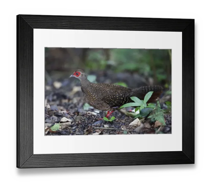 Framed Print : Swinhoes Pheasant (Lophura swinhoii) adult female, walking on forest floor, Anmashan, Central Taiwan, May