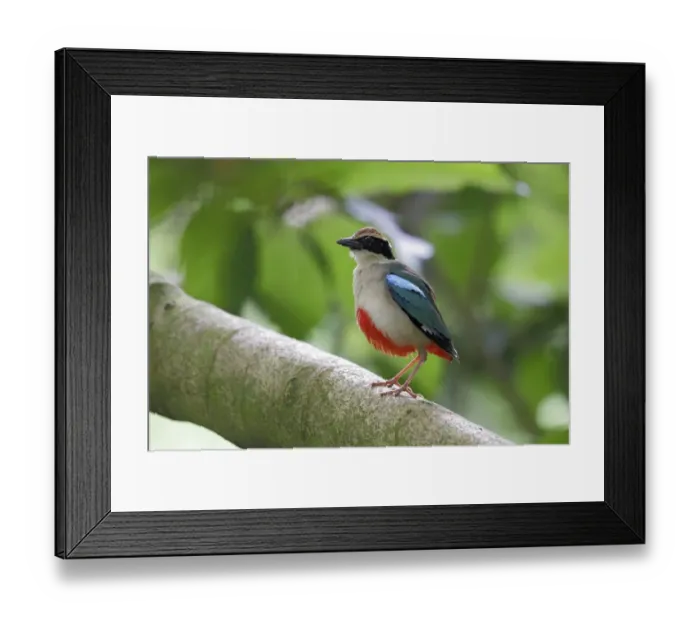 Framed Print : Fairy Pitta (Pitta nympha) adult, perched on branch, Huben, Central Taiwan, June Framed Print : Fairy Pitta (Pitta nympha) adult, perched on branch, Huben, Central Taiwan, June
