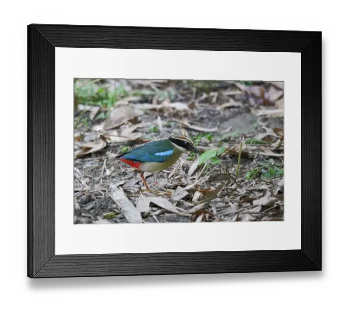 Framed Print : Fairy Pitta (Pitta nympha) adult, foraging, probing ground for worms, Huben, Central Taiwan, June Framed Print : Fairy Pitta (Pitta nympha) adult, foraging, probing ground for worms, Huben, Central Taiwan, June
