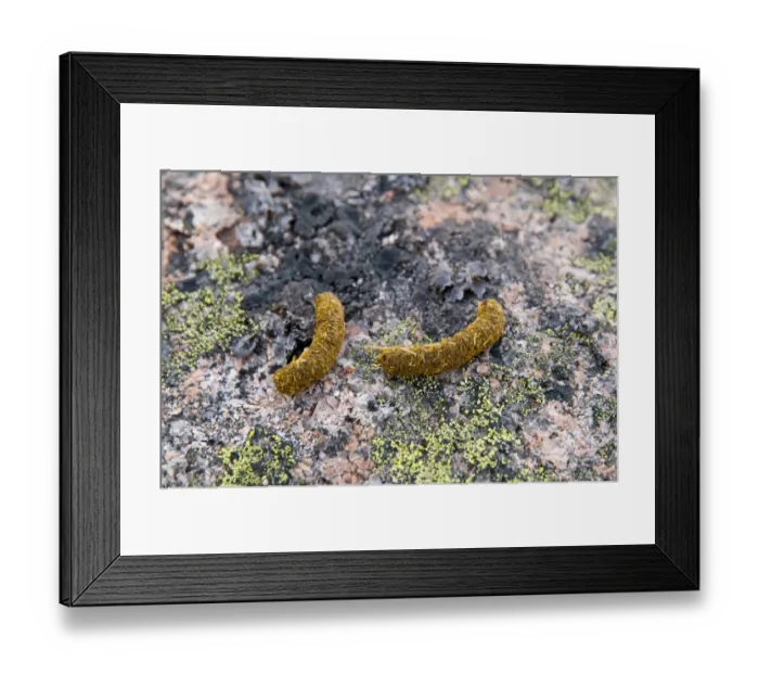 Framed Print : Rock Ptarmigan (Lagopus mutus) droppings, deposited on lichen encrusted granite boulder, Cairn Gorm, Cairngorms N. P Framed Print : Rock Ptarmigan (Lagopus mutus) droppings, deposited on lichen encrusted granite boulder, Cairn Gorm, Cairngorms N. P