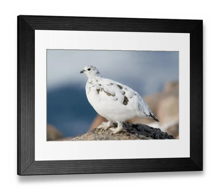Framed Print : Rock Ptarmigan (Lagopus mutus) adult female, winter plumage, standing on granite outcrop, Cairn Gorm, Cairngorms N. P Framed Print : Rock Ptarmigan (Lagopus mutus) adult female, winter plumage, standing on granite outcrop, Cairn Gorm, Cairngorms N. P