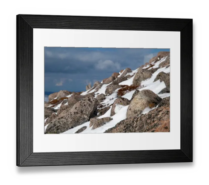 Framed Print : Rock Ptarmigan (Lagopus mutus) adult female, winter plumage, camouflaged on snow amongst boulders on mountain slope Framed Print : Rock Ptarmigan (Lagopus mutus) adult female, winter plumage, camouflaged on snow amongst boulders on mountain slope