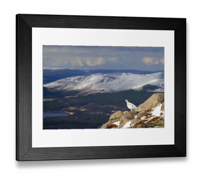 Framed Print : Rock Ptarmigan (Lagopus mutus) adult female, winter plumage, standing on granite outcrop in mountain habitat Framed Print : Rock Ptarmigan (Lagopus mutus) adult female, winter plumage, standing on granite outcrop in mountain habitat