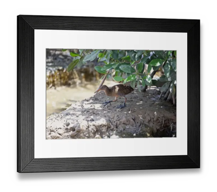 Framed Print : Clapper Rail (Rallus longirostris pelodromus) adult, walking on mud in mangrove swamp, Trinidad, Trinidad and Tobago