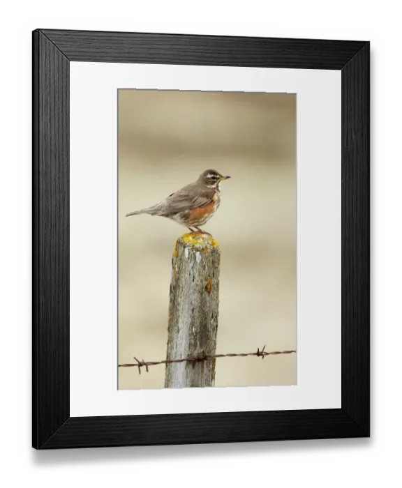 Framed Print : Redwing (Turdus iliacus) adult, perched on lichen covered fencepost, Iceland, June Framed Print : Redwing (Turdus iliacus) adult, perched on lichen covered fencepost, Iceland, June