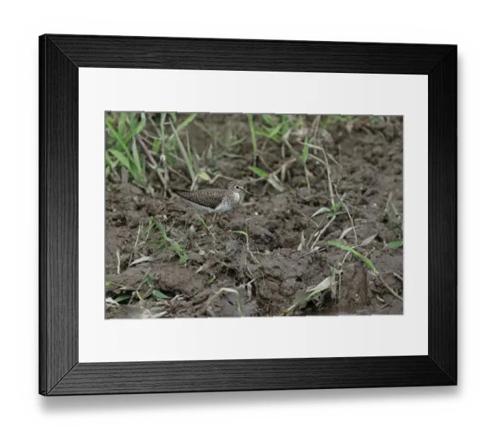 Framed Print : Solitary Sandpiper (Tringa solitaria) adult, breeding plumage, walking on mud, Trinidad and Tobago, March Framed Print : Solitary Sandpiper (Tringa solitaria) adult, breeding plumage, walking on mud, Trinidad and Tobago, March