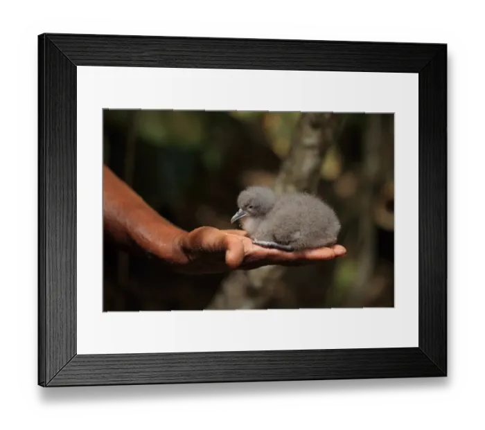Framed Print : Audubons Shearwater (Puffinus lherminieri lherminieri) chick, sitting on human hand, Tobago, Trinidad and Tobago, April Framed Print : Audubons Shearwater (Puffinus lherminieri lherminieri) chick, sitting on human hand, Tobago, Trinidad and Tobago, April