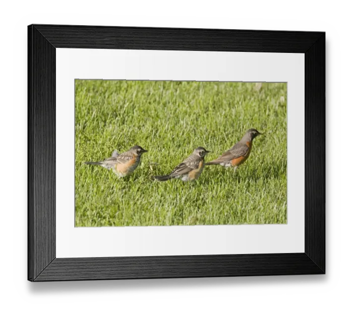 Framed Print : American Robin (Turdus migratorius) adult female with two young, foraging on garden lawn, North Dakota, U. S. A. June Framed Print : American Robin (Turdus migratorius) adult female with two young, foraging on garden lawn, North Dakota, U. S. A. June